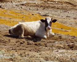 Коровка на берегу реки Сак-Елги. ( Цвета сохранены)